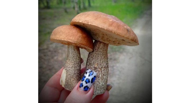 e839efb8367248a9bc5af1db35a37793