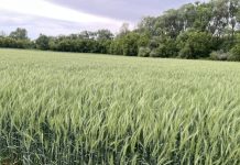 Рязанские ученые вывели новый зимостойкий сорт пшеницы