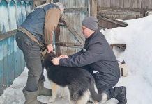 В Кадомском округе с начала года вакцинировали более 500 собак и кошек