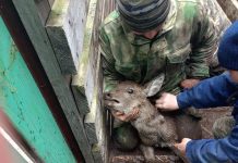 В Кадомском округе от сибирской язвы вакцинировали 380 оленей