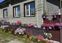 У кадомчанки Любови Николаевой растет полторы сотни петуний